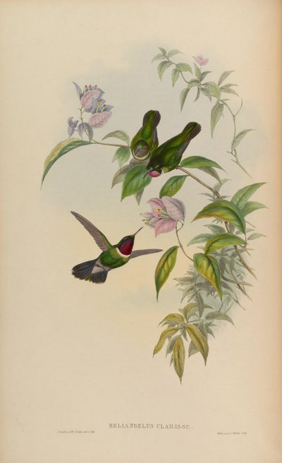 Heliangelus clarissae = Heliangelus amethysticollis clarisse 作： John Gould